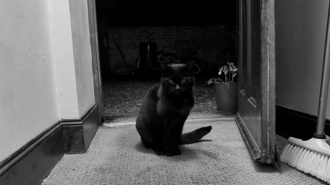A black cat sitting in a doorway