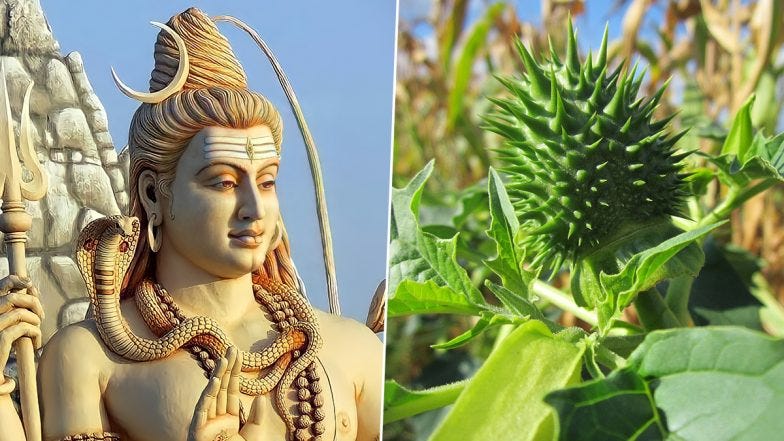 Maha Shivratri 2022: Why Dhatura Is Offered to Lord Shiva and ...