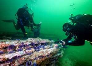 Divers collect purple urchins along the North California coast. where urchins have ravished kelp forests. Photo by Patrick Webster, courtesy of Reef Check.