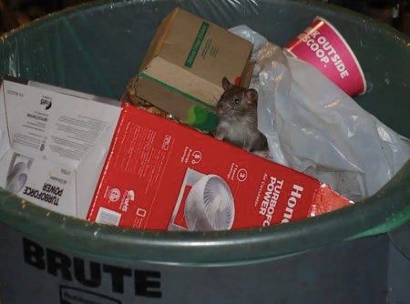 Un rat en train de chiller dans une poubelle Un rat en train de chiller dans une poubelle