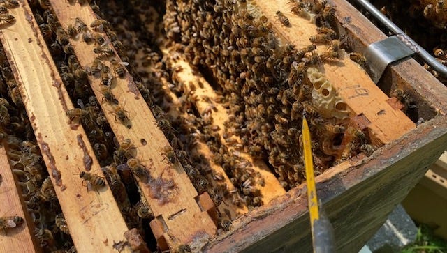 inside a bee hive with frames covered in bees