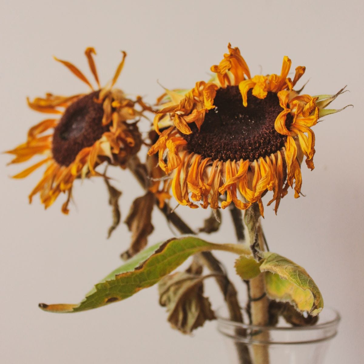 Wilted sunflowers