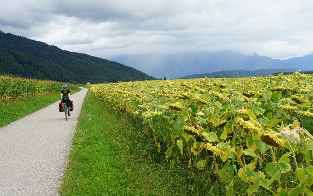 Austrian sunflowers