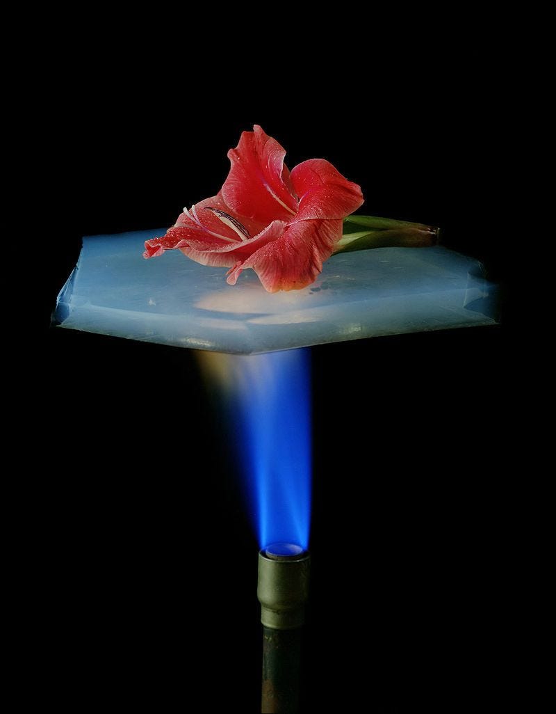 Flower atop aerogel sliver atop flame, not burning, via Wikipedia