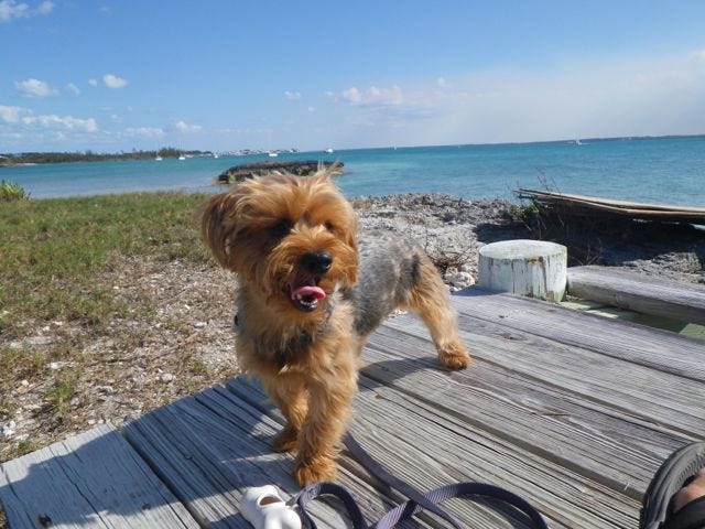 Barney, my Yorkshire Terror  at Green Turtle Cay