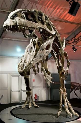 ConversationPrints GIGANTOSAURUS SKELETON GLOSSY POSTER PICTURE PHOTO dinosaur bones jurassic