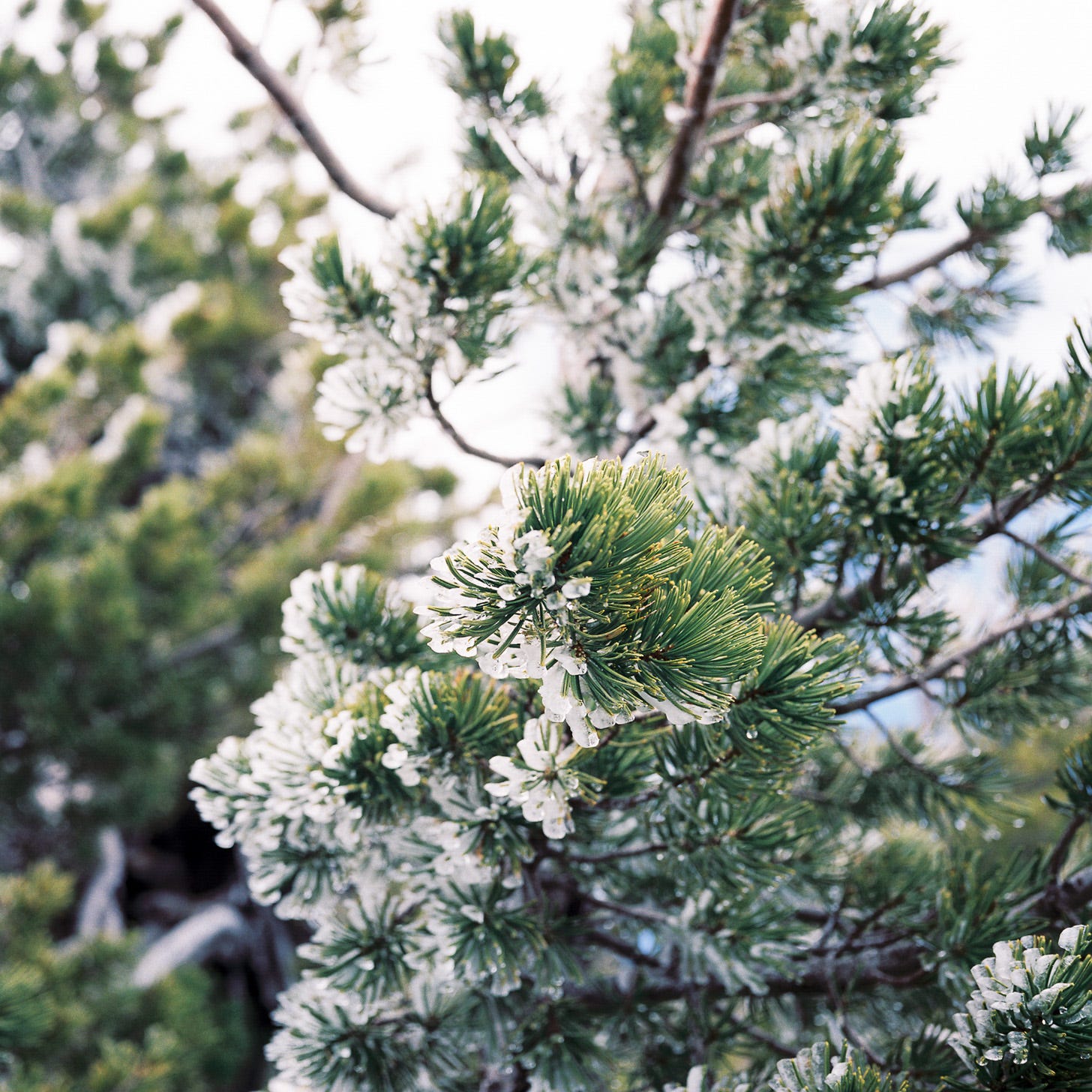 Photo of an evergreen tree with ice-encrusted needles