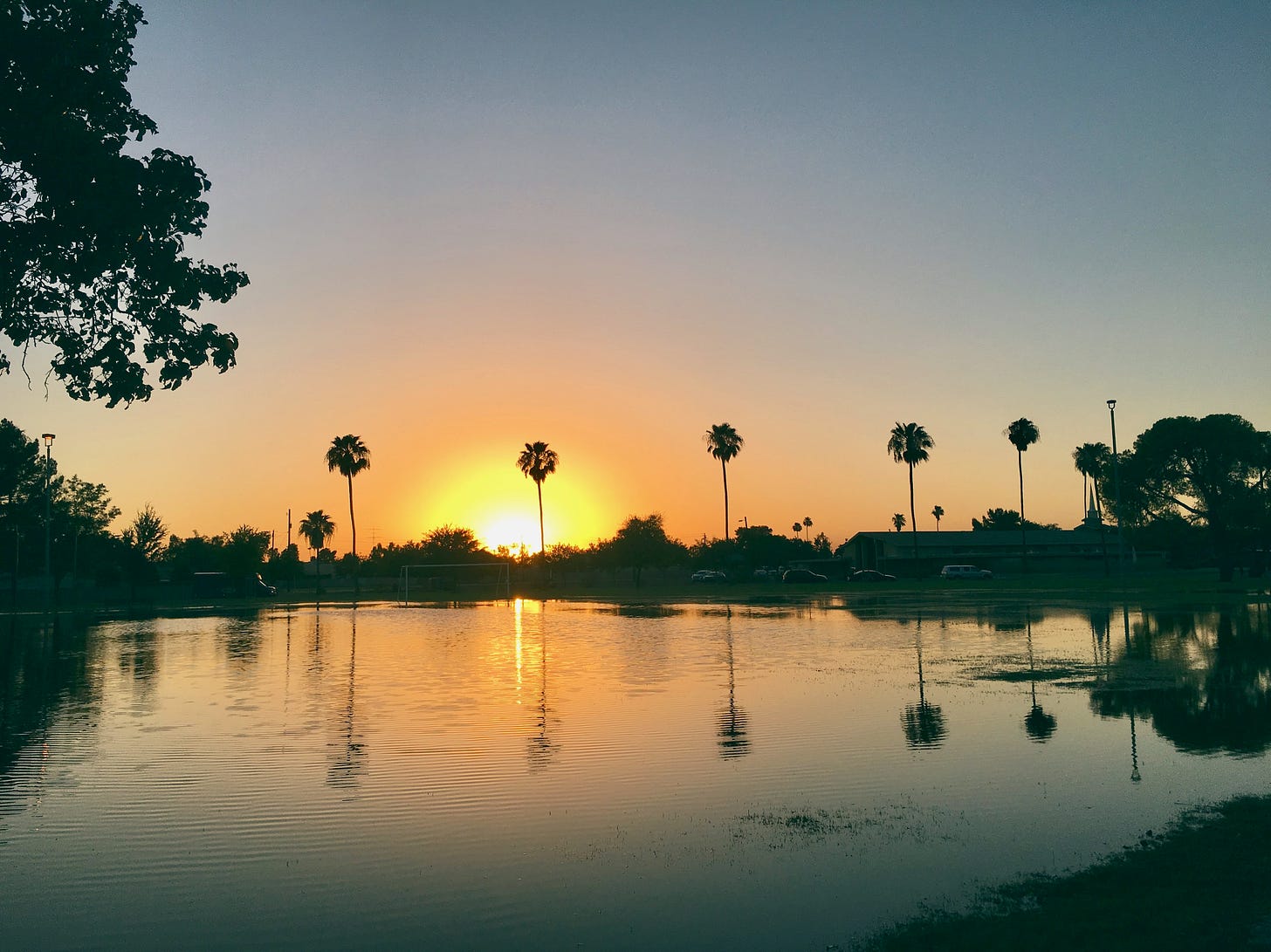 sunset with palm trees, reflected in the flood irrigated park