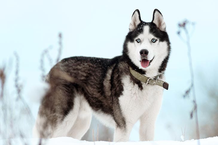 Siberian Husky Dog Breed Information