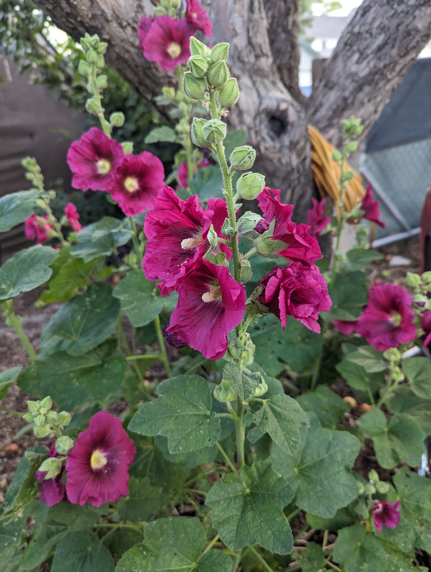 Cluster of dark pink hollyhocks in front of an apple tree trunk.