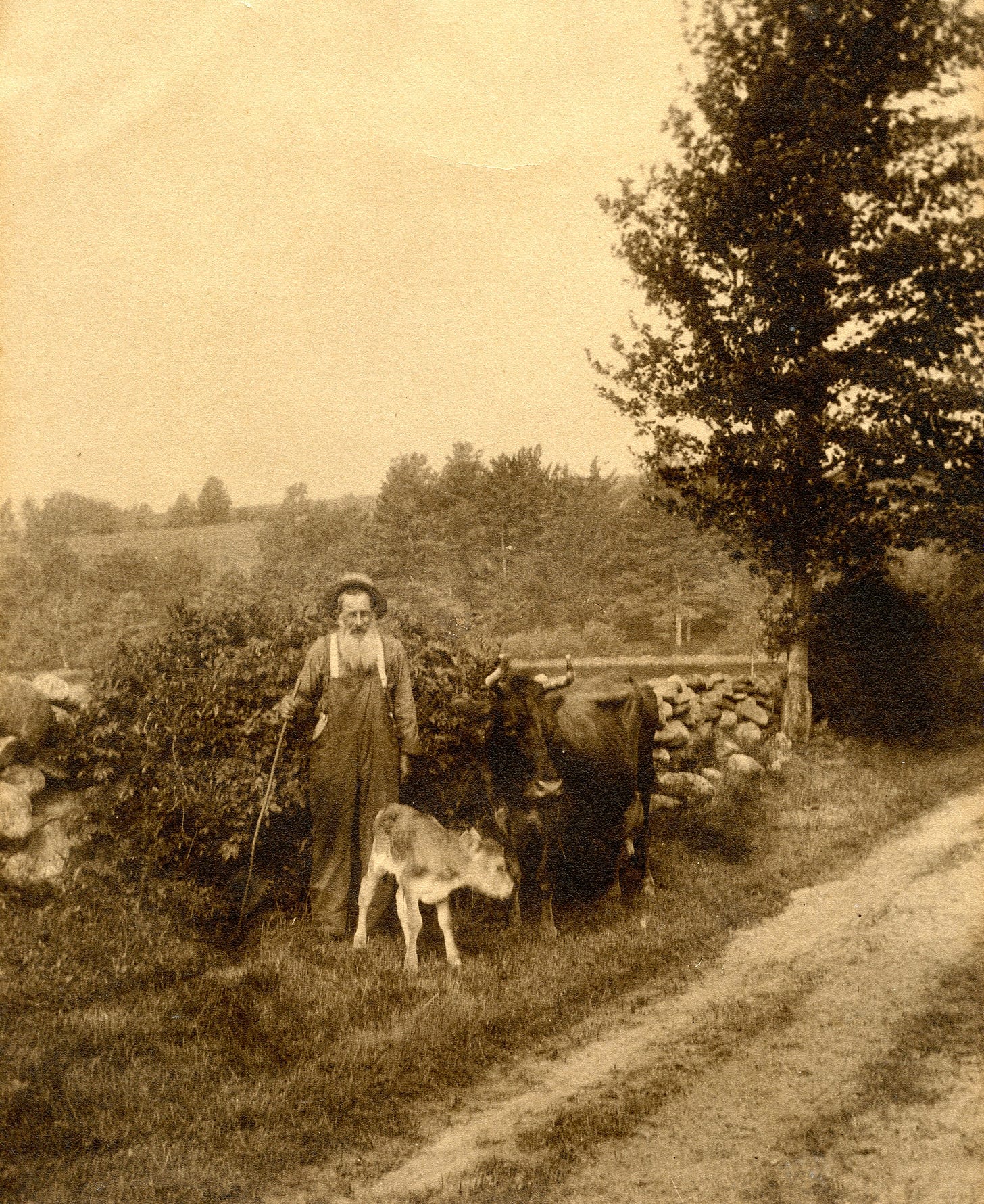 Man with calf and cow