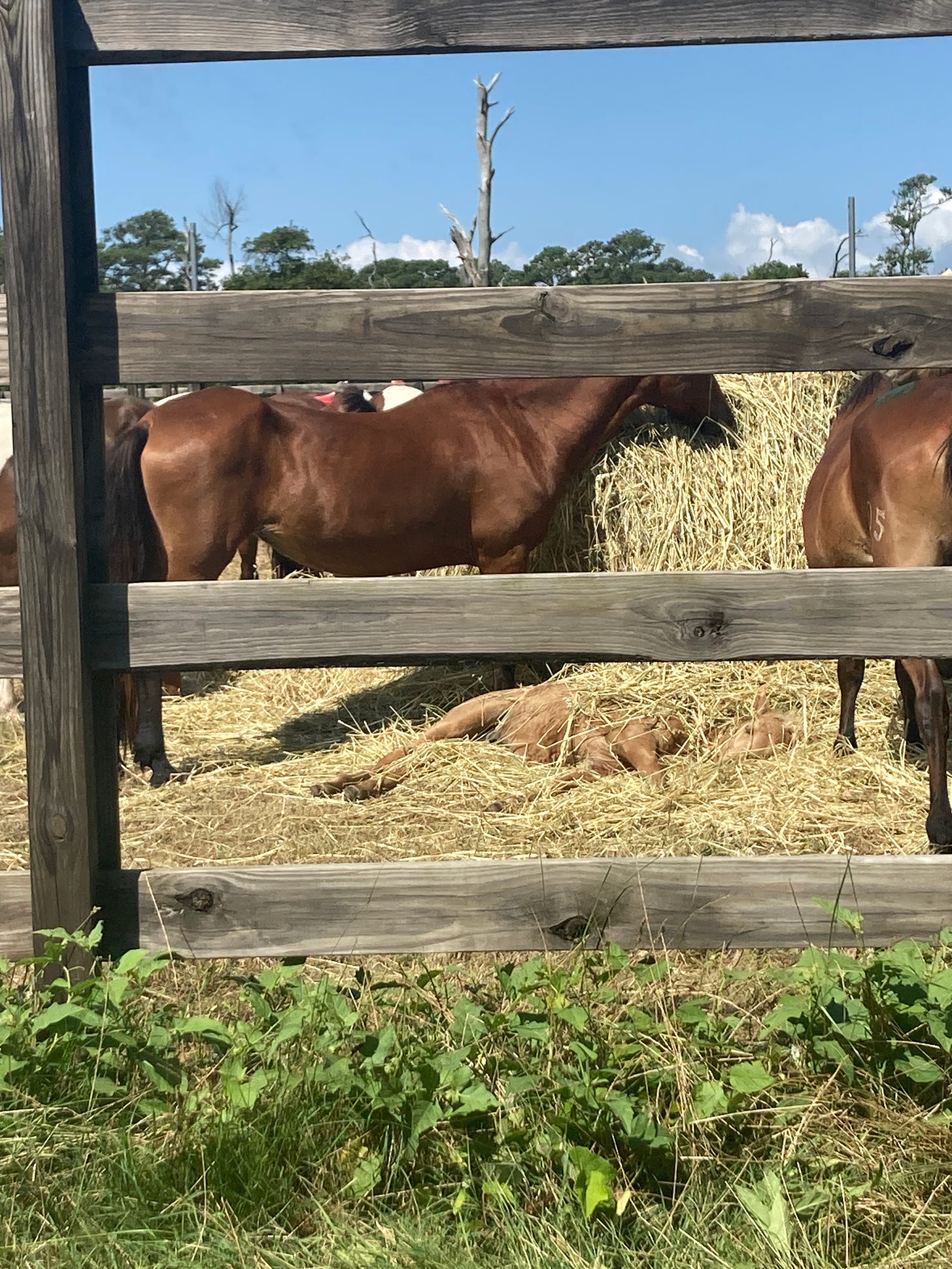 A herd of ponies, behind a tall wooden fence. The ponies are eating from a bale of hay. A foal is napping, partially coated in hay, in the center at the base of the haybale.