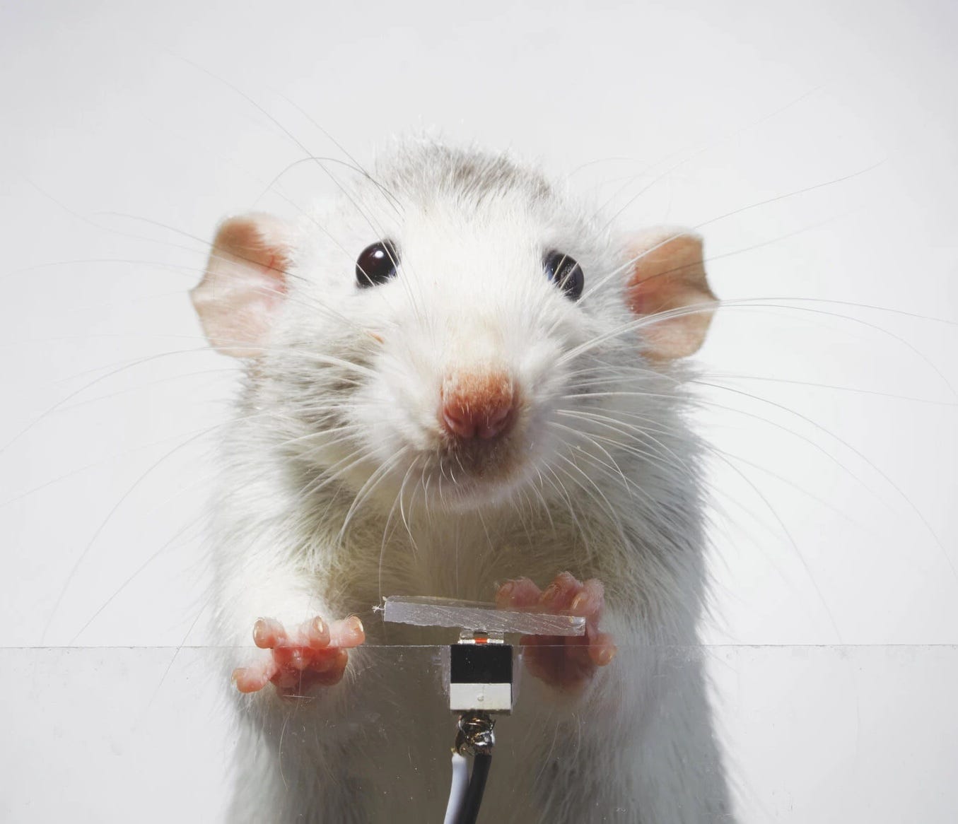 A white rat pressing a plastic button. He is furry and has a sheepish look on his face. He has pink ears, nose and feet, black eyes, and long whiskers.