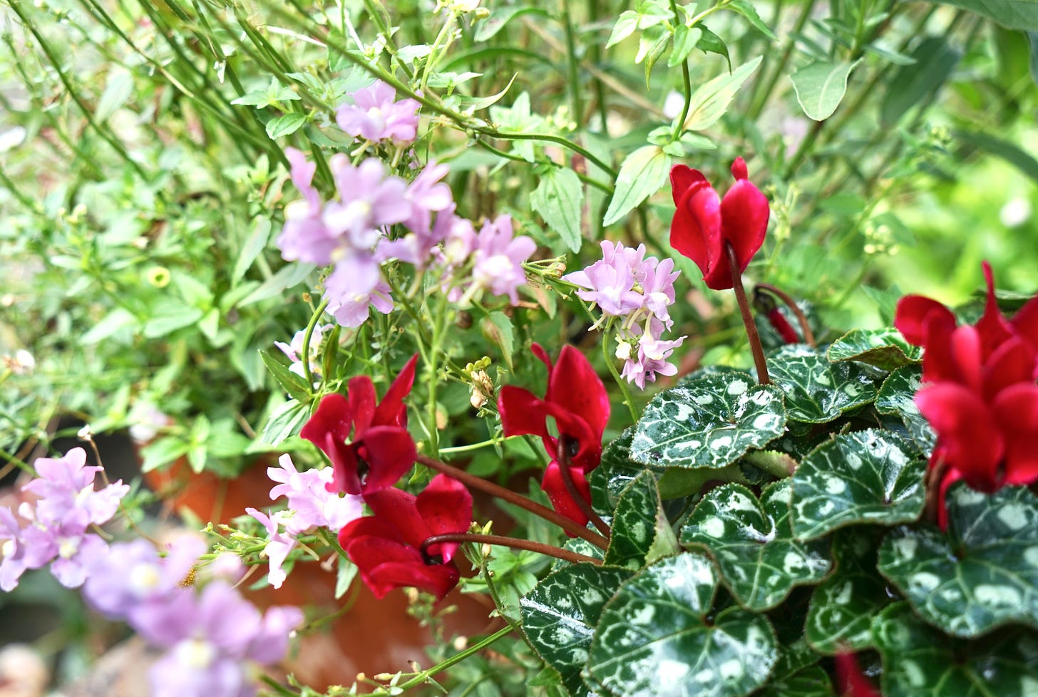 red and pink flowers