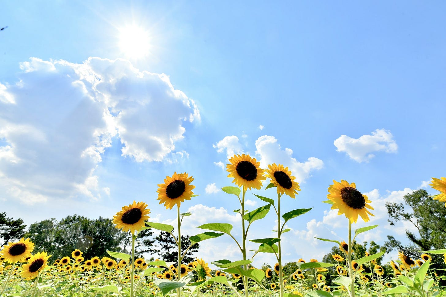 yellow sunflowers under white clouds and blue sky yellow sunflowers under white clouds and blue sky