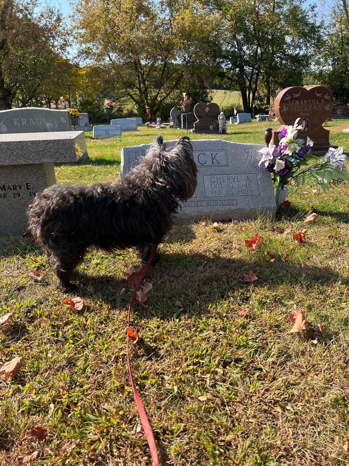 The Widower by Greg Peck Greg’s Substack