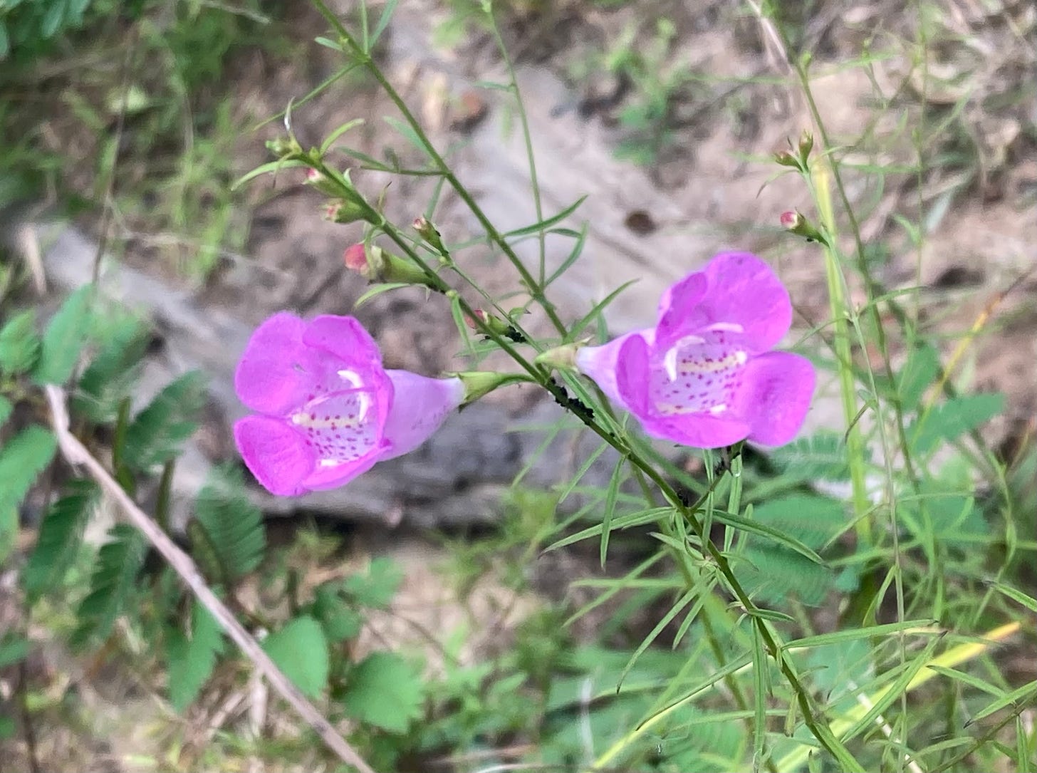 two small purple flowers growing among grasses
