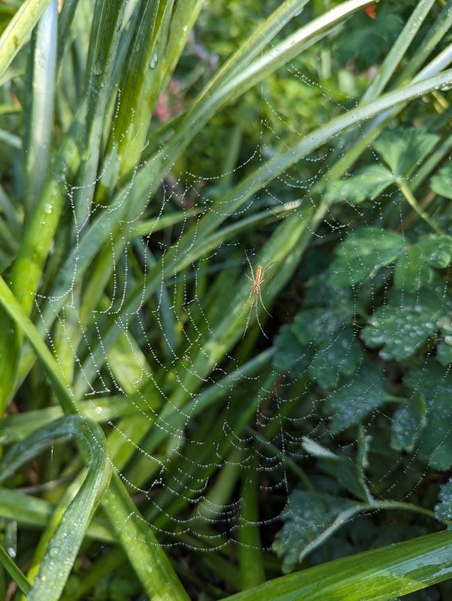 Spider in a dew covered web in the garden.