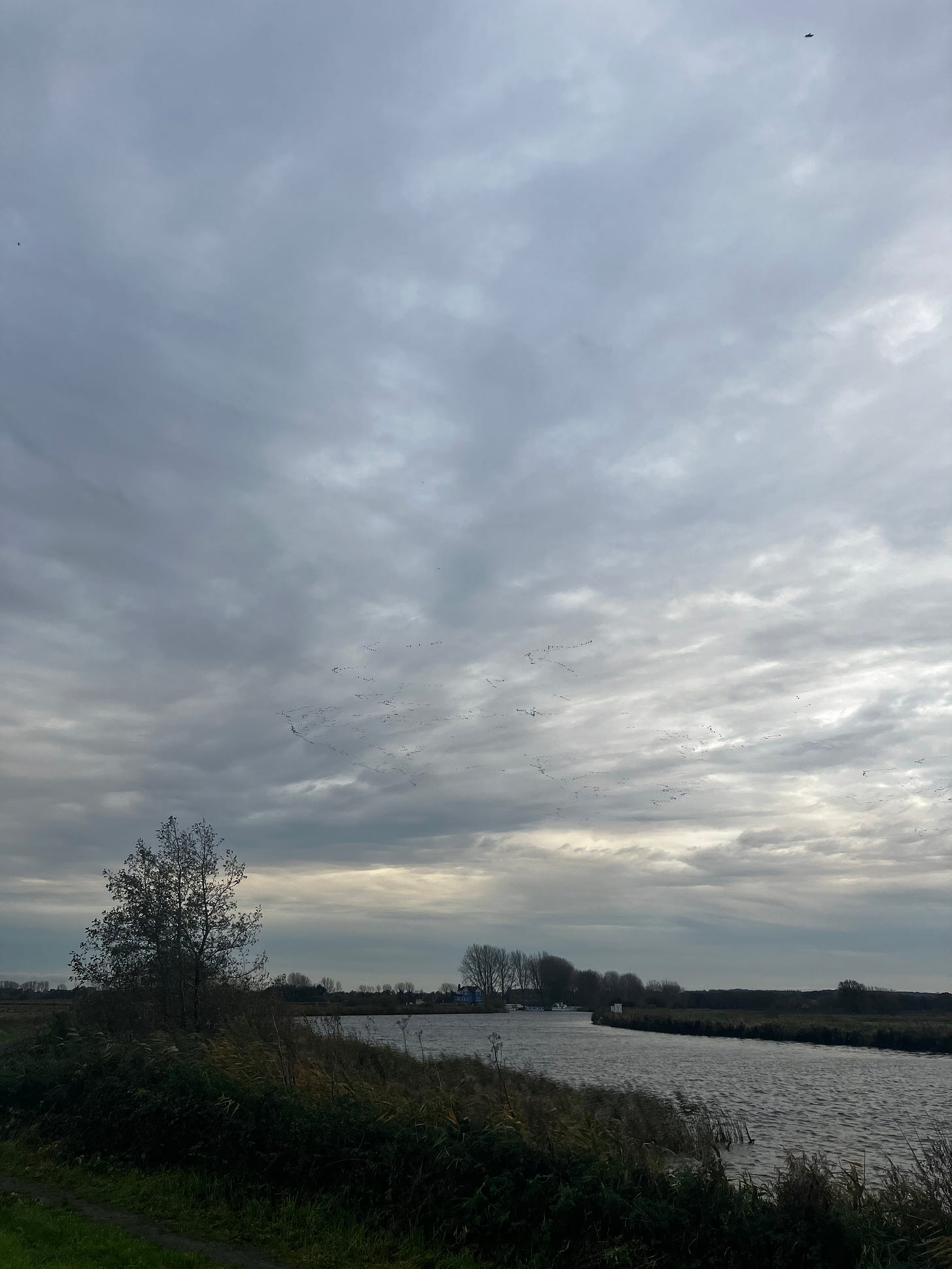 It's a cold day in early winter. Geese fly in vs in a big Norfolk sky that is filled with grey clouds. The River curves off into trees in the distance