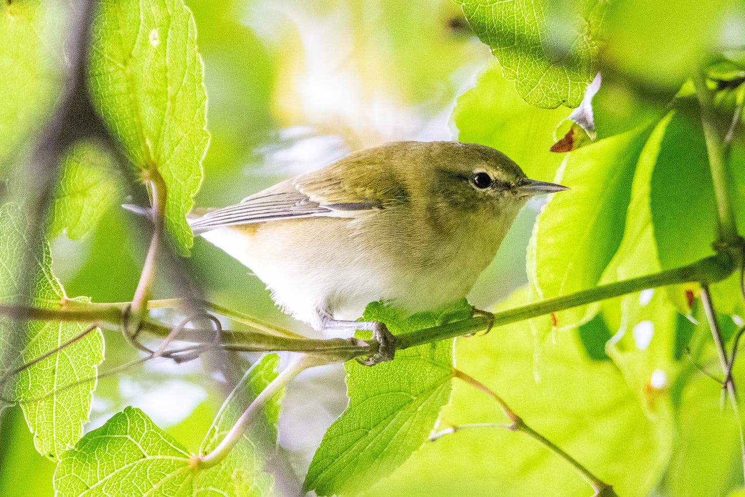 A Tennessee warbler, a small bird with an olive back, no wing bars, and a gray eyeline, is perched on a thin branch