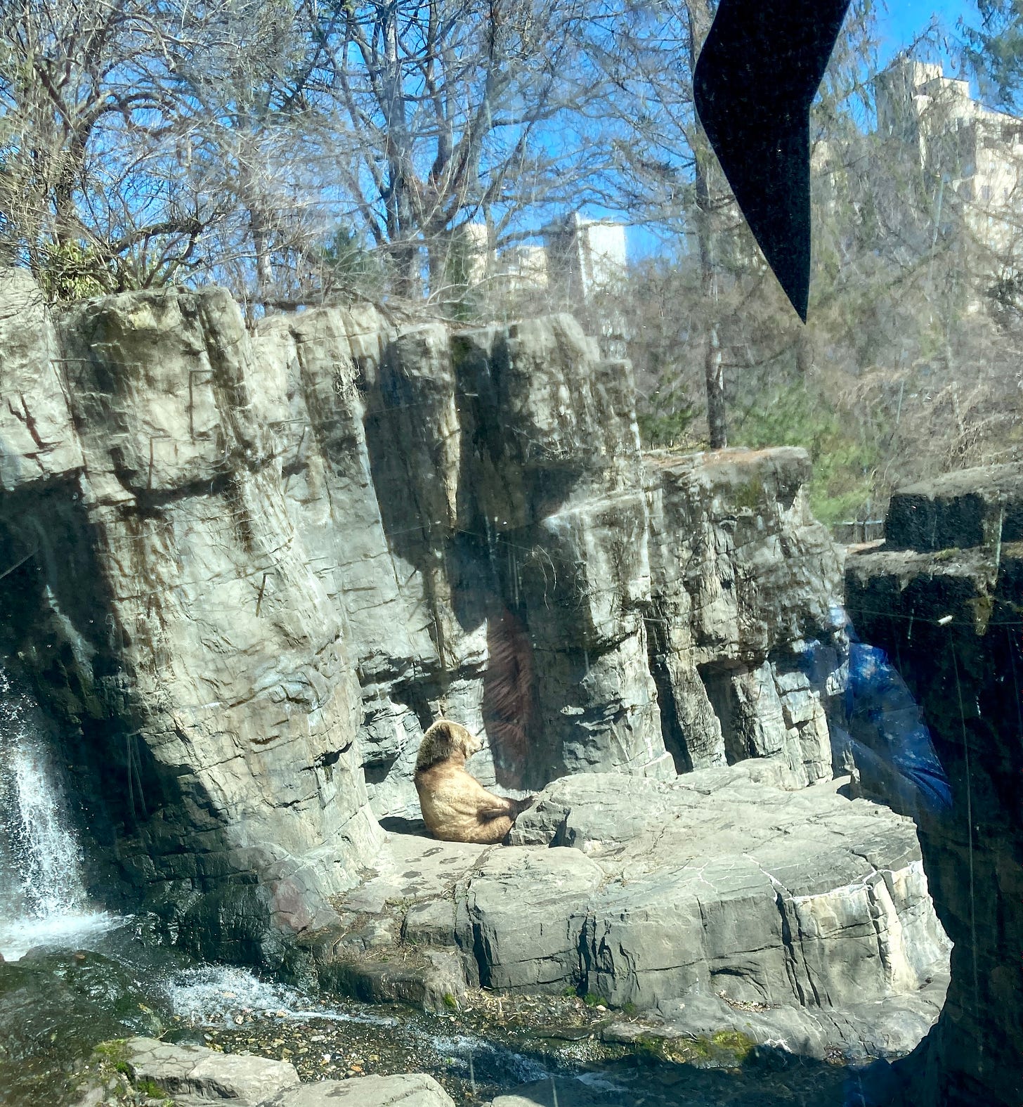 bear sitting upright on a rock with a cityscape and blue sky in the background