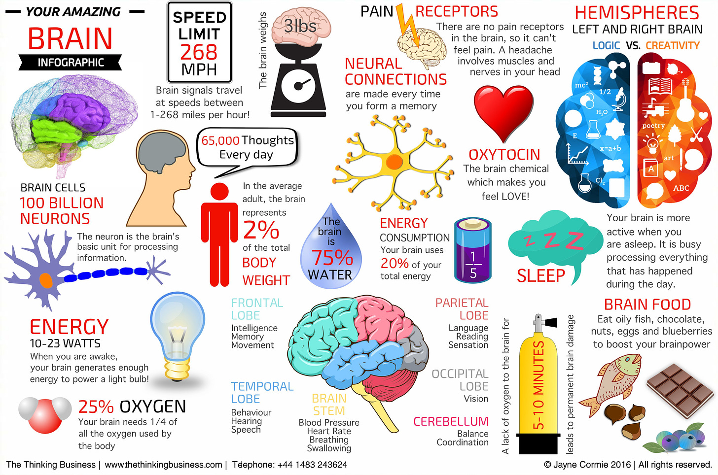 Your Amazing Brain Infographic | The Thinking Business