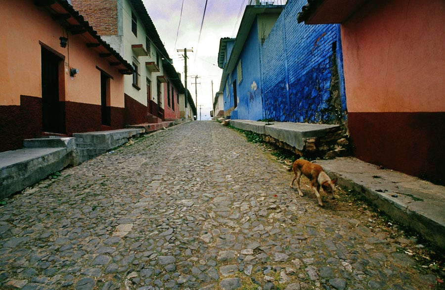 Stray dog in a San Cristobal street (Day 197)