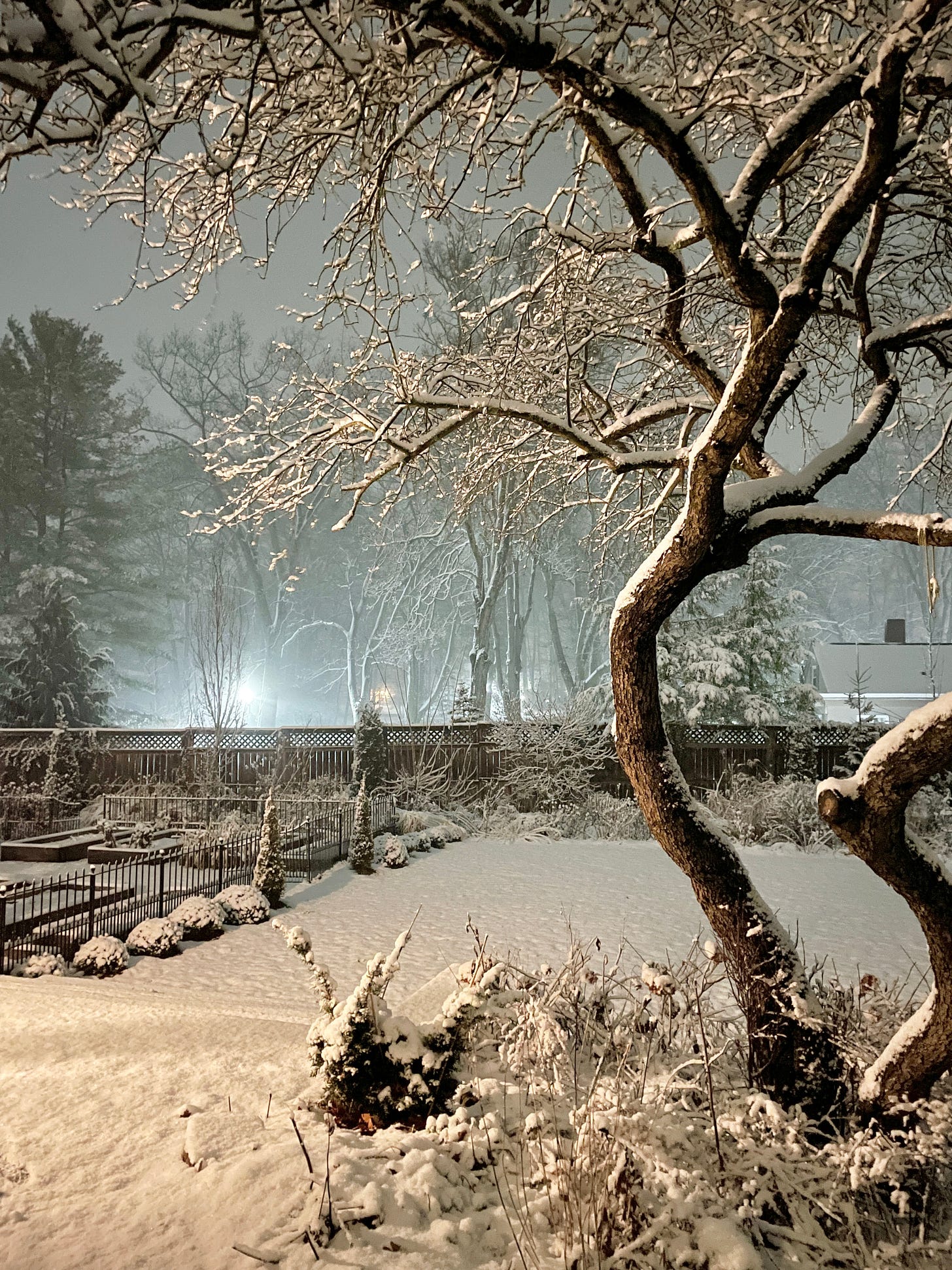 The Kitchen Garden, Long Border and back lawn. Also, our snow goose topiary covered in its first snow! 