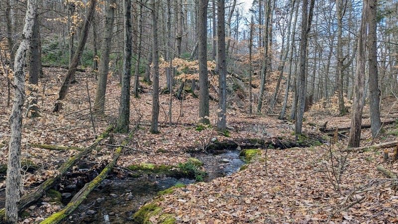 A stream winds through the woods, with moss and leaves on the ground