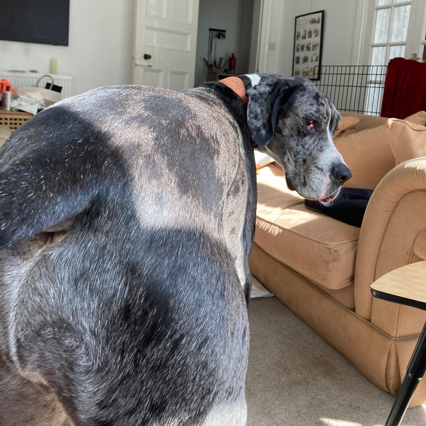 View of the behind of a gray and white great dane, with the dane looking back at the camera