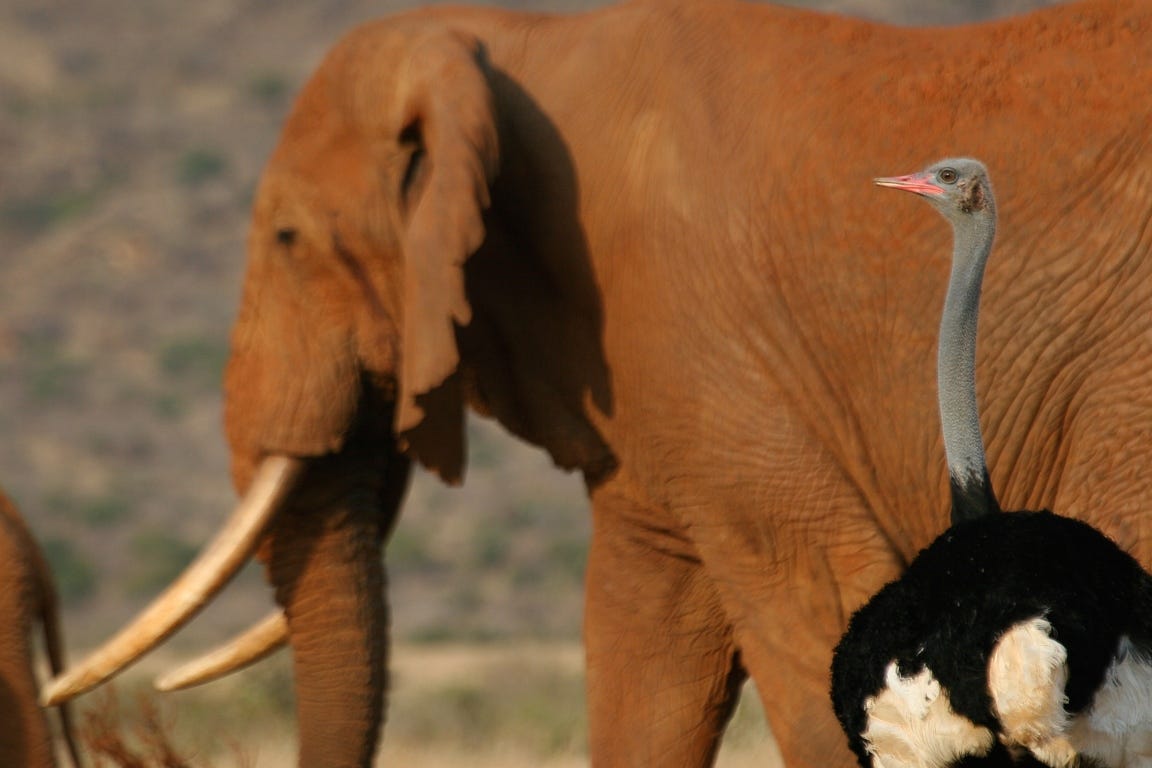 Somali Ostrich | Struthio molybdophanes