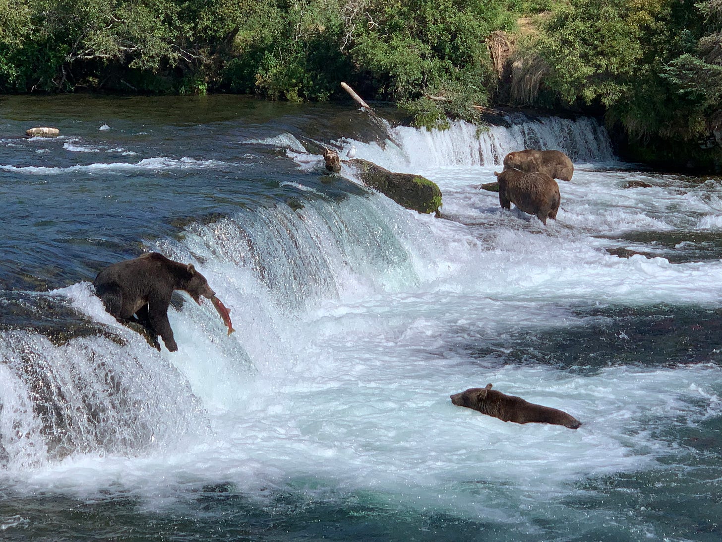 A frothy river, one bear about to catch a jumping salmon, another swimming, and two wading in a large eddy in the background