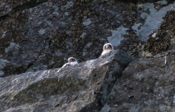 Two young peregrine falcon chicks on a cliff ledge.