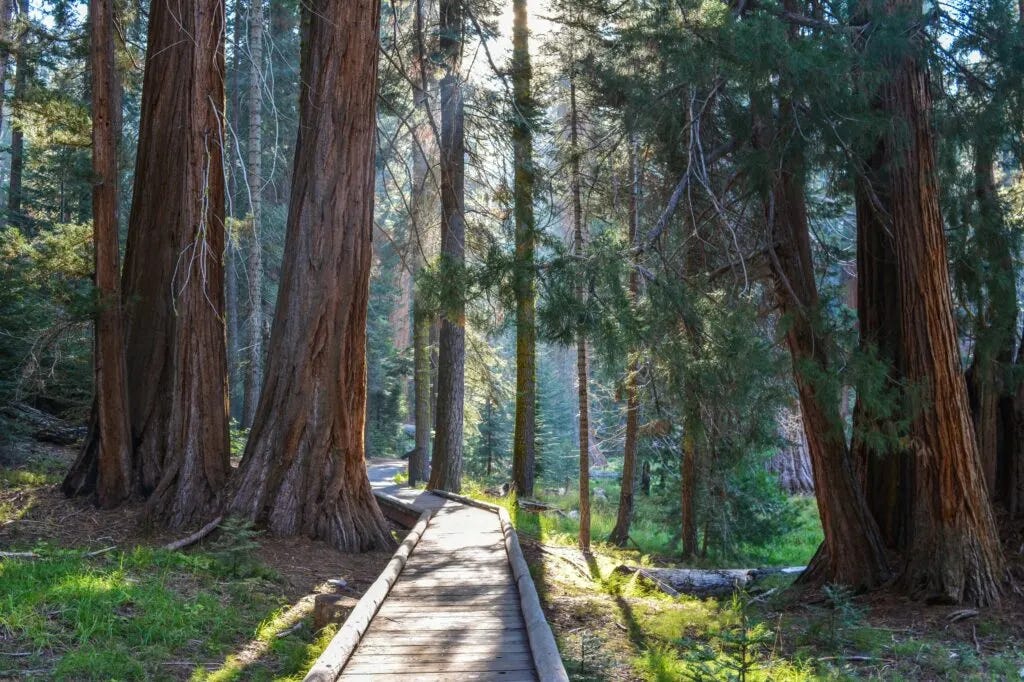 Things to Do in Sequoia and Kings Canyon National Parks - Happiest Outdoors