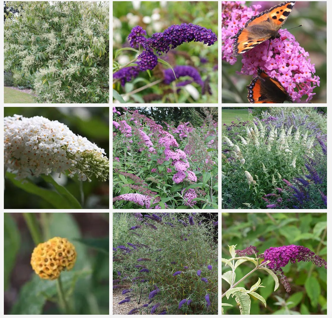 a butterfly garden