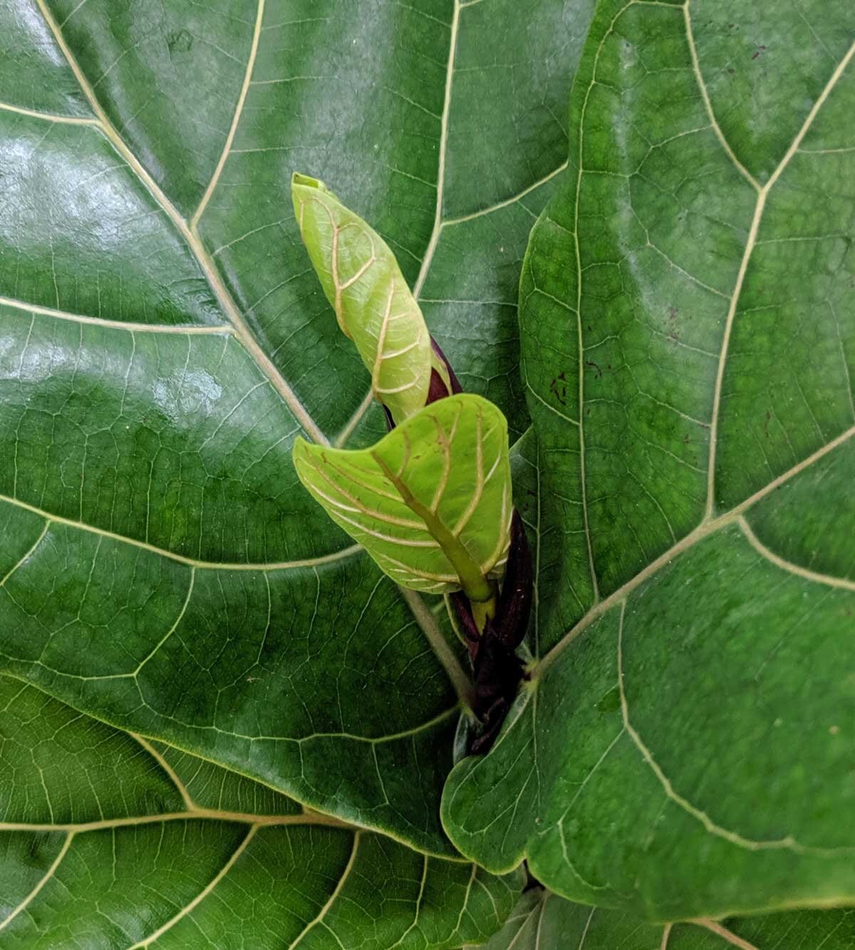 7 Spring Care Tips For Your Fiddle Leaf Fig — Plant Care Tips and More · La  Résidence