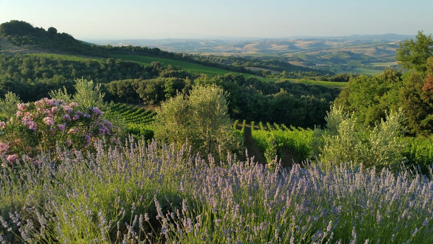 Landscape near Montalcino | Vineyard Adventures