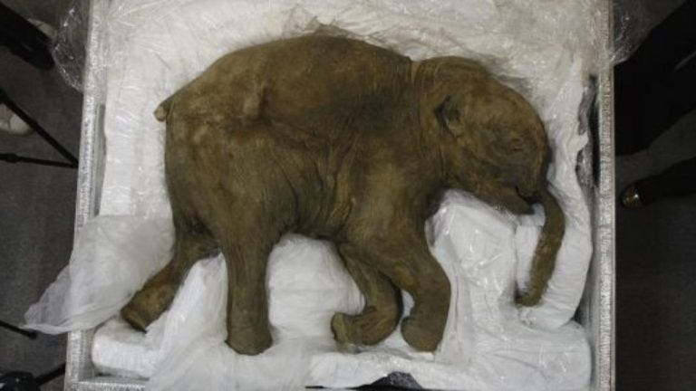 CARBON 14 DATING INACCURATE ON MAMMOTH SKIN - Evolution is a Myth