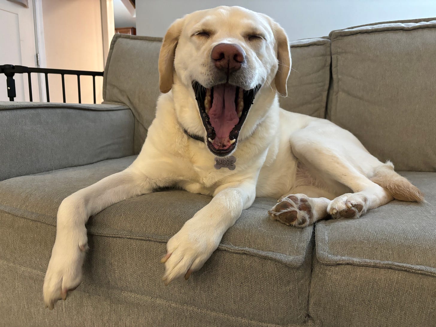 A yellow Labrador retriever  yawns with her mouth open wide on a gray couch.
