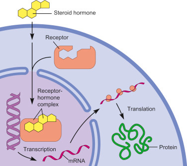 Steroid Receptor - an overview | ScienceDirect Topics