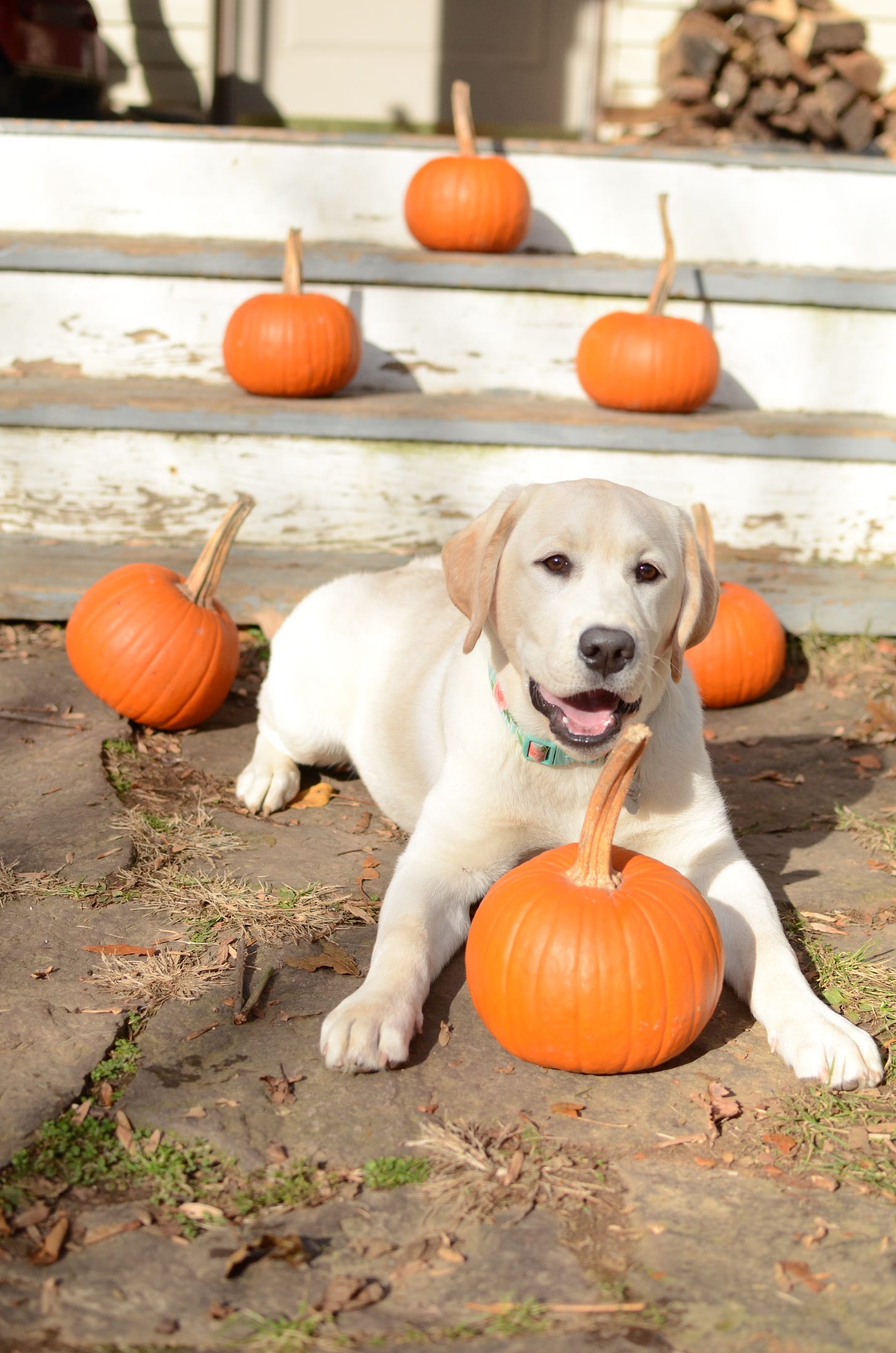 A yellow Labrador retriever sits on the ground with a pumpkin between her paws. There's also pumpkins on the steps behind her. 