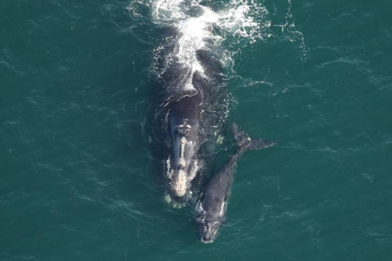 North Atlantic right whale Pediddle (#1012) and calf. North Atlantic right whale Pediddle (#1012) and calf.