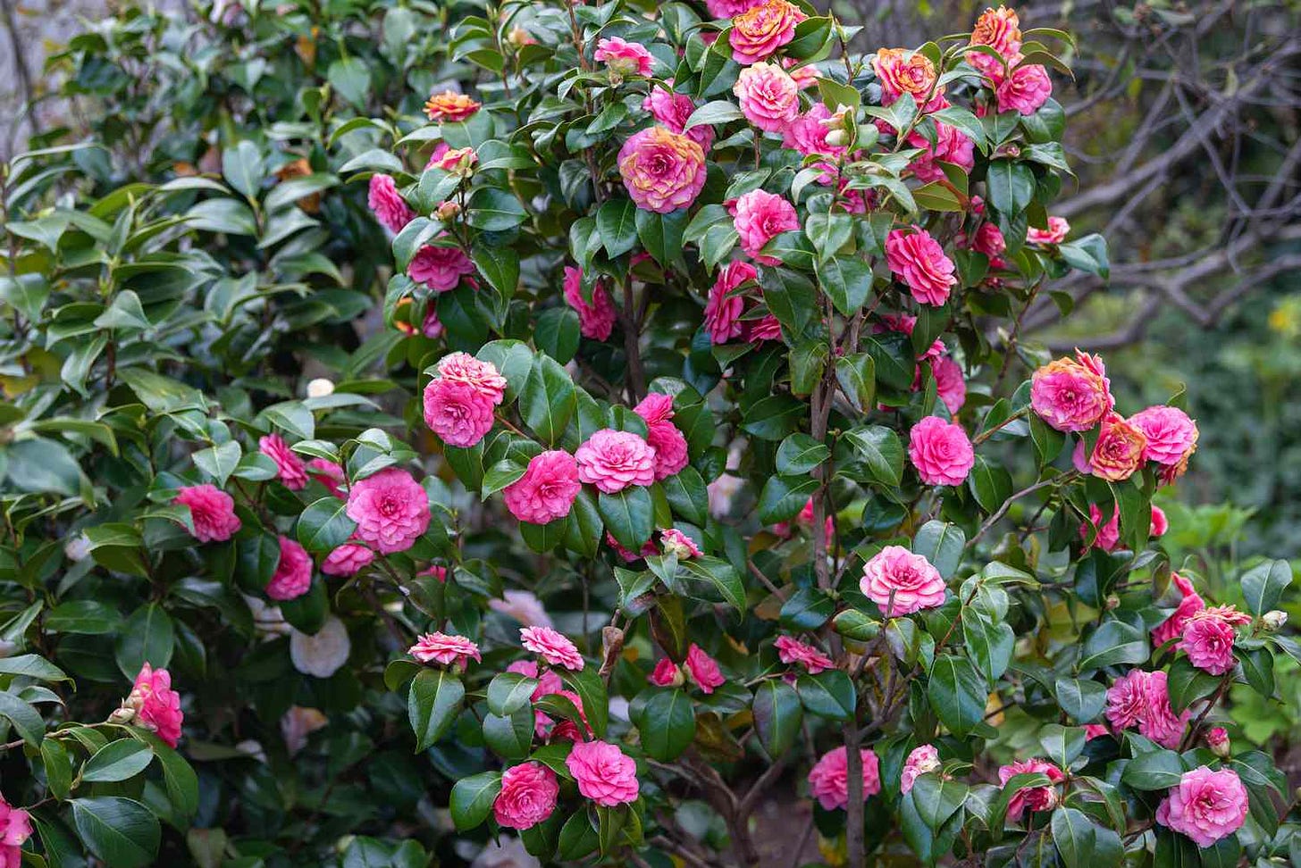 Camellia Japonica: How to Grow and Care for Japanese Camellia