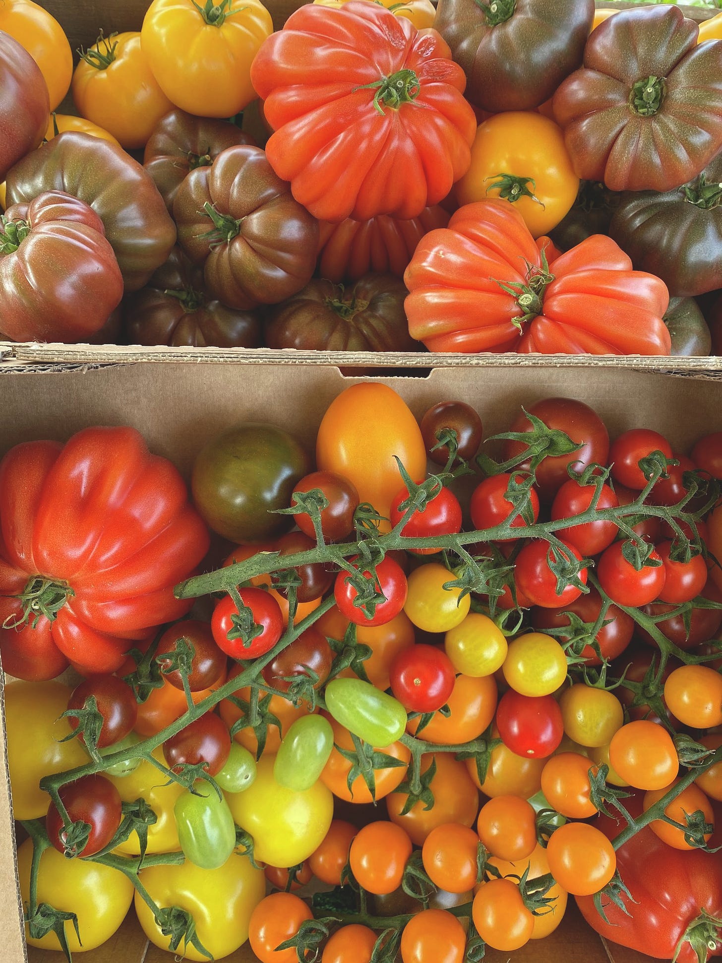 Tomatoes at farmers market