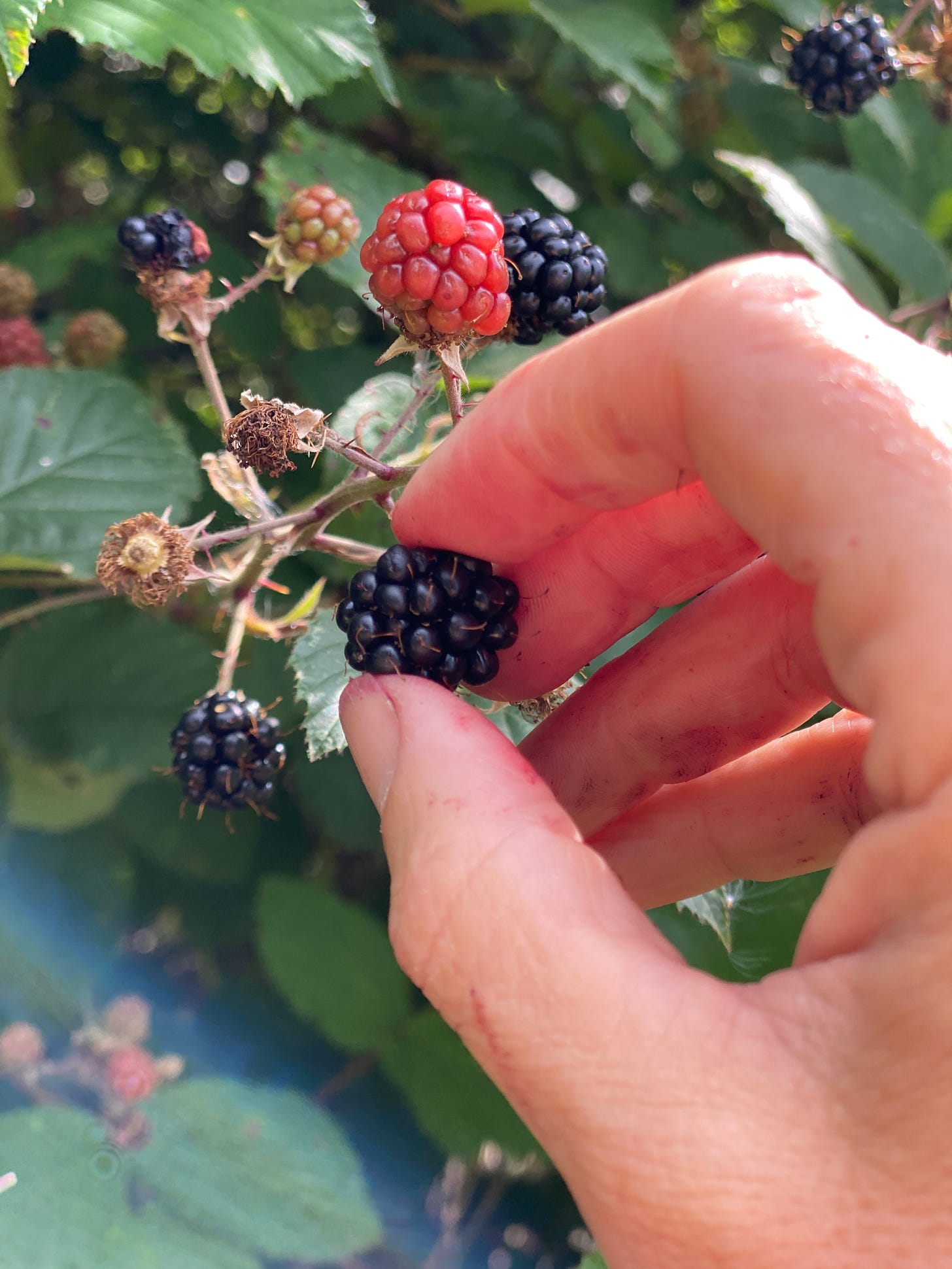 hand picking a ripe blackberry