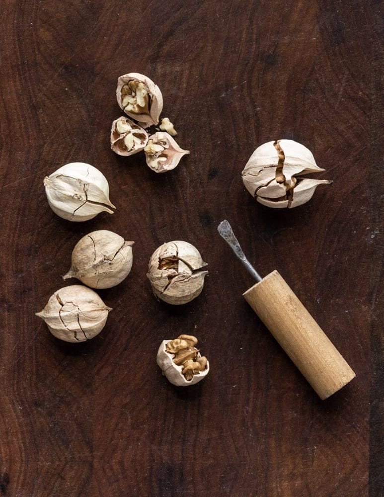 Using a nut pick on cracked shagbark hickory nuts