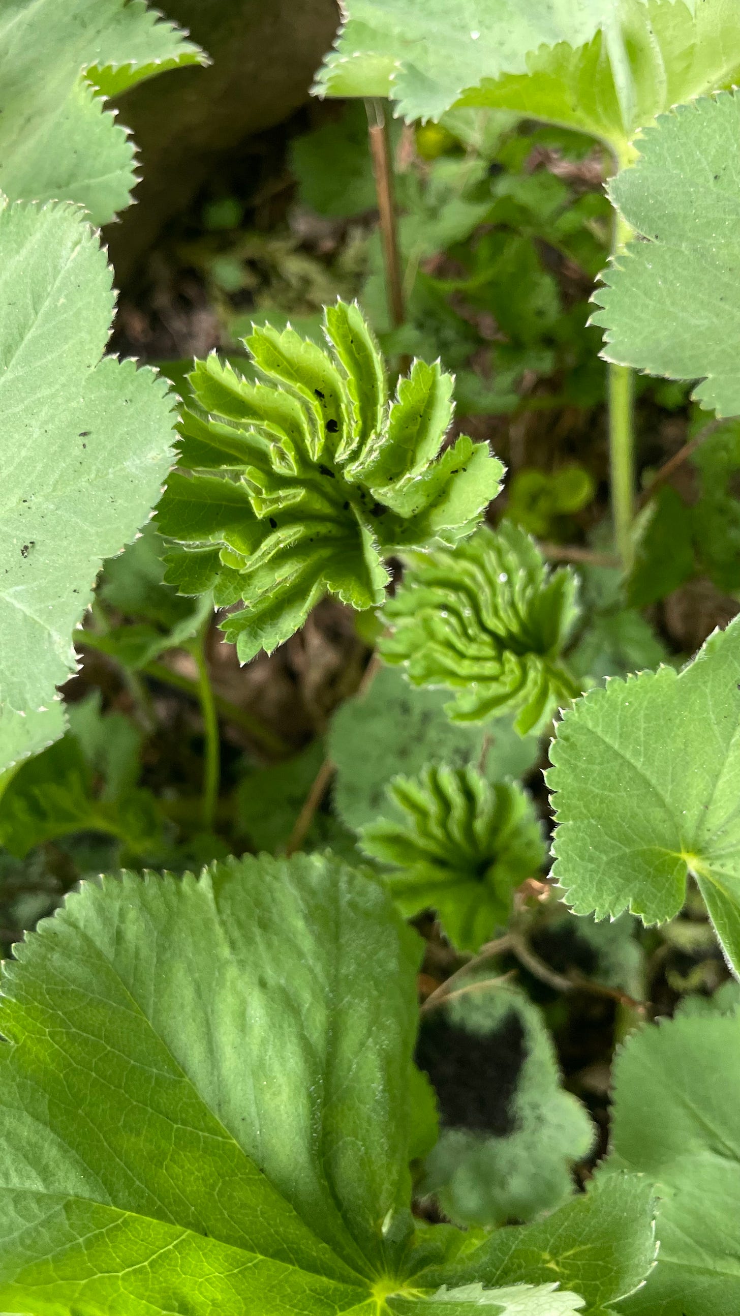 multiple leaves of the lady's mantle plant. The focus is on the new leaves starting to open up and unravel.