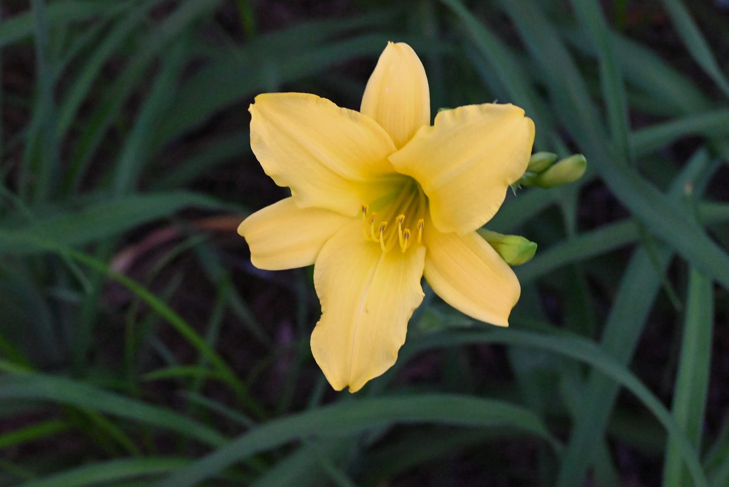 A single yellow daylily against the green leaves