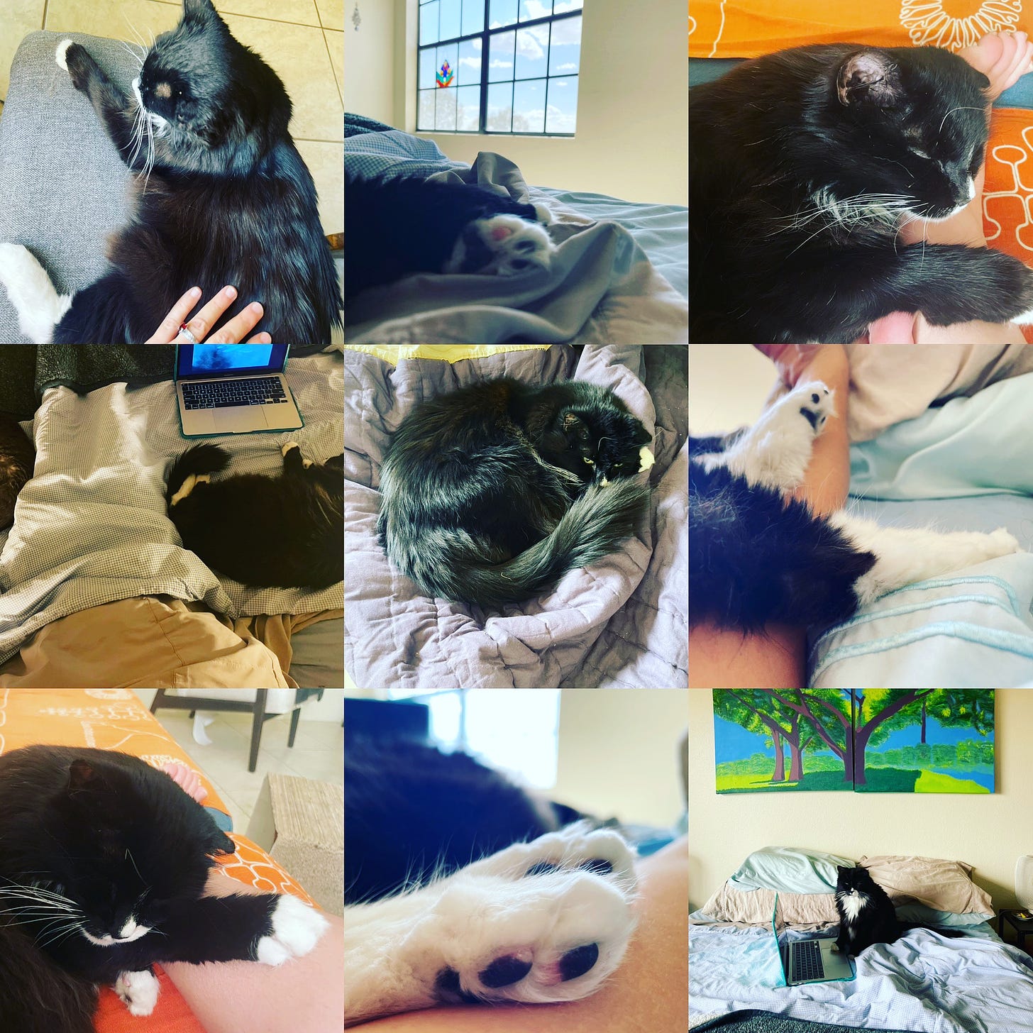 A 9 photo compilation of tuxedo cat Tuvoc cuddling