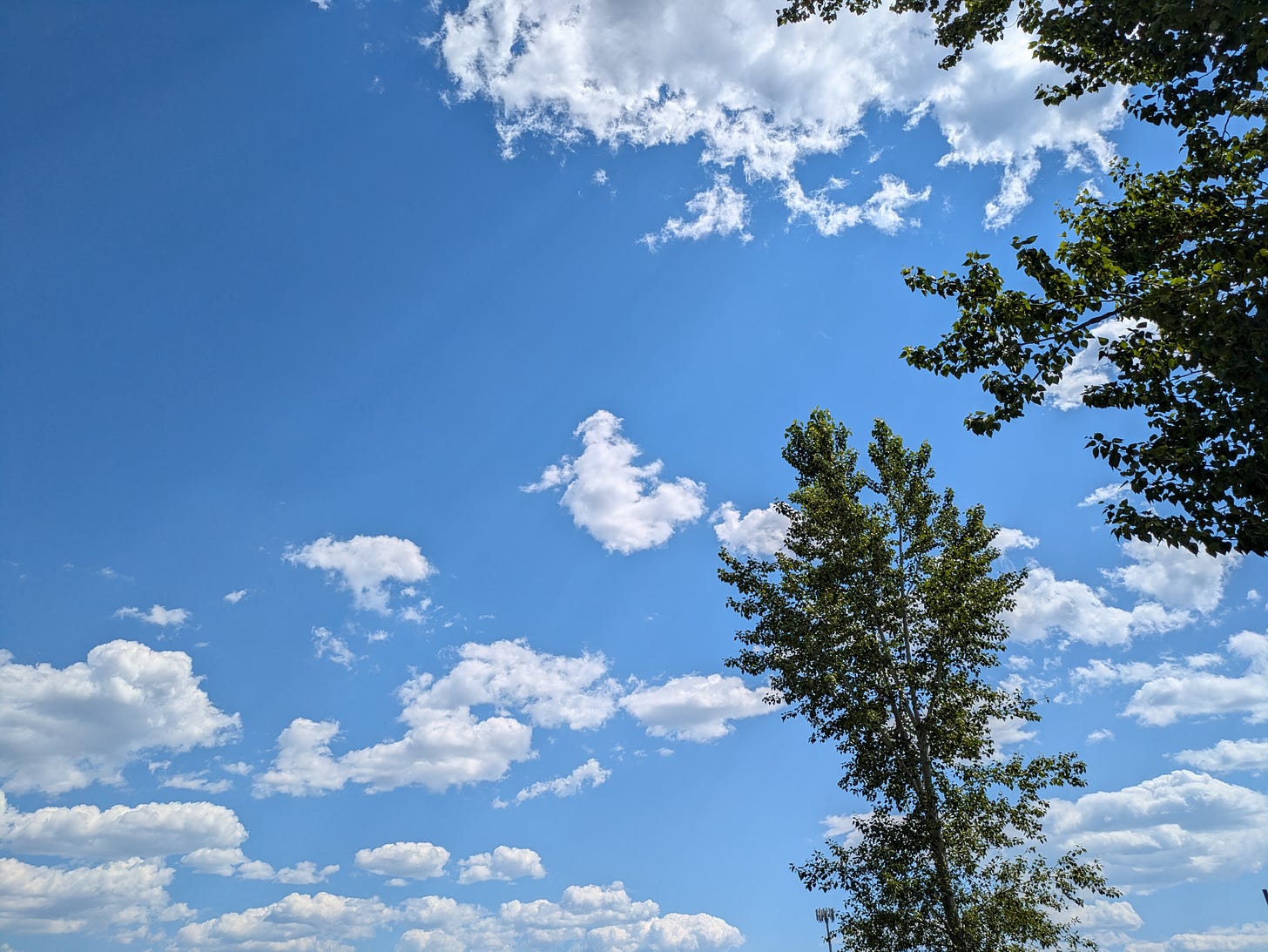 deciduous trees against a blue sky with puffy clouds